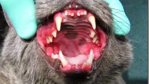 Genivostomatite cronica felina: segni clinici e diagnosi