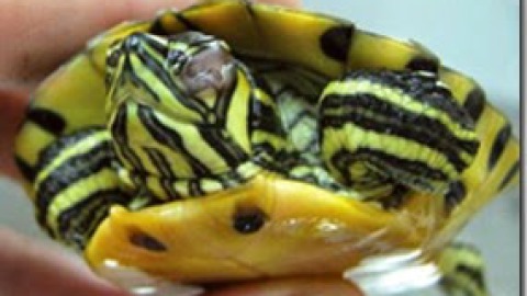 Blefariti e blefarocongiuntiviti nelle tartarughe