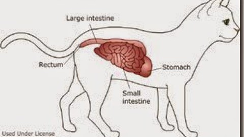 Malattia infiammatoria intestinale (IBD) felina
