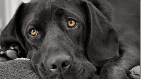 La sindrome dilatazione-torsione gastrica nel cane