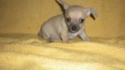 Bibity Bobity Boo, il cane più piccolo del Regno Unito – GreenStyle