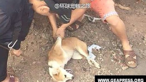 Torturano il cane per obbligare gli animalisti a comprarlo: “Si … – Today