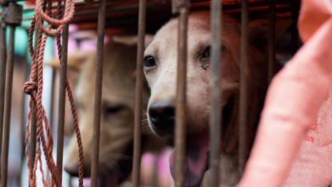 Festival di Yulin: perchè bisogna fermare il massacro dei cani – Panorama