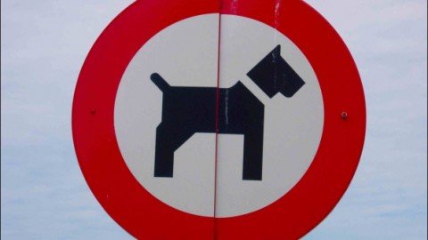 A Piacenza si deve pulire la pipì dei cani – Wired – Wired.it