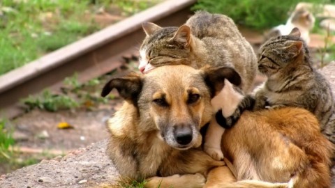 Animali: in Italia abbandonati ogni anno 80.000 gatti e 50.000 cani … – Impronta Unika