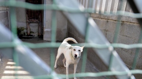 L’abbandono dei cani costa 200 mln Lav: “Un peso per tutta la … – TGCOM