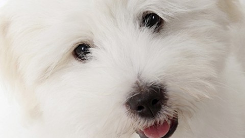 Perché i cani abbaiano? | Petpassion Blog – Petpassion.tv