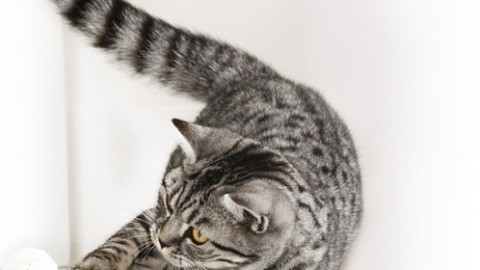 Intolleranze alimentari nei gatti: sintomi e rimedi – Petpassion.tv