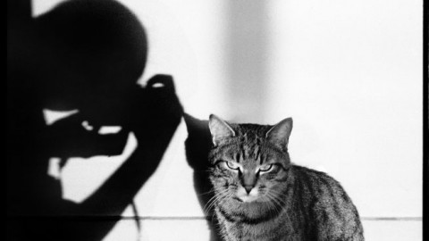 Il gatto nell’obiettivo di grandi fotografi in mostra a Parigi – Clickblog.it (Blog)