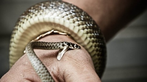 L'antidoto al morso dei serpenti non lo vuole più produrre nessuno – Bergamo Post