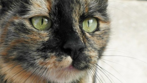 Il colore del mantello del gatto ha un legame col suo carattere? – Scienzamente (Blog)