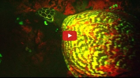 Tartaruga biofluorescente scoperta nel Pacifico meridionale – Centro Meteo Italiano