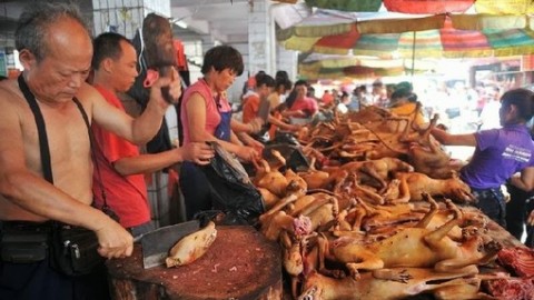 Consumo della carne di cane e gatto, Bussalai: “Petizione per … – SavonaNews.it