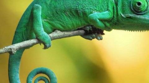 Perché il camaleonte cambia colore? Non per mimetizzarsi! – Today