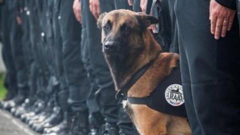 Il cane ucciso dai terroristi . Diesel è morto da eroe – La Gazzetta dello Sport