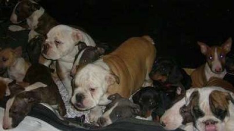 Spaventati e denutriti: fermata auto con 29 cuccioli di cane nel … – Il Gazzettino