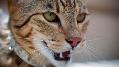 Le 10 razze di gatti più costose del mondo – My Luxury