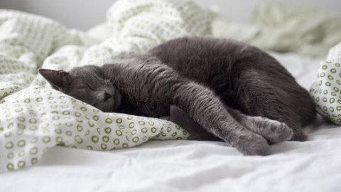 10 posizioni nel letto che solo chi ha un gatto può capire – greenMe.it