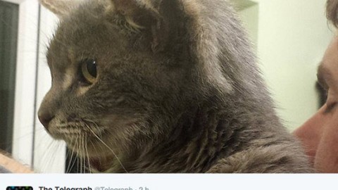 Trovato gatto con tre orecchie – GreenStyle