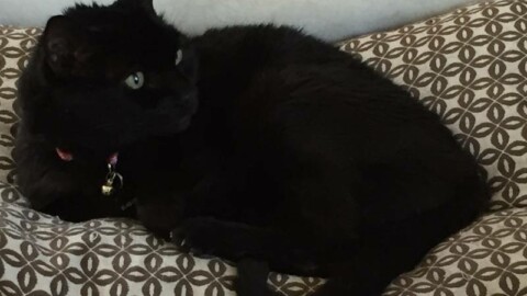 Il 17 novembre è la giornata del gatto nero: ecco le foto dei vostri mici – La Nazione