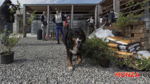 Monza, 1200 firme per una città a misura di cane: tutte le novità – Monza Today
