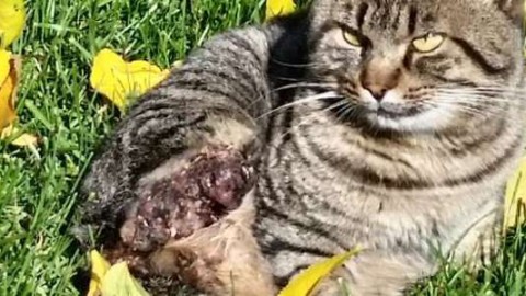 Renate, gatto muore con la zampa tranciata: spuntano dubbi – Monza Today