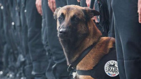 Giardino in Italia intitolato a Diesel, il cane ucciso dai terroristi: “E’ un … – Today