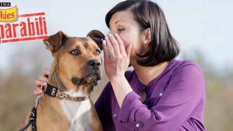 Il cane mi sta dimostrando il suo affetto? 5 comportamenti da non … – Petpassion.tv