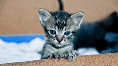 9 domande da porsi prima di adottare un gatto – Petpassion.tv