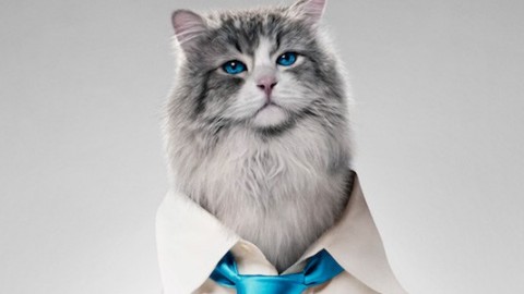 Nine Lives: Kevin Spacey è un gatto nel teaser della commedia di … – BadTaste.it – Il nuovo gusto del Cinema