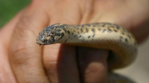 Riscoperti in Sicilia i serpenti-arma degli antichi Greci – National Geographic Italia