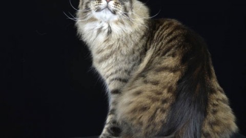 All'Expo felina di Padova il gatto veneto campione del mondo 2015 – VeneziaRadioTV