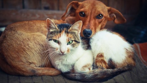 Chi ama di più gli esseri umani, i cani o i gatti? Ecco la risposta – L'Huffington Post