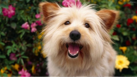Cani: 10 scuse tipo che solo chi ne ha uno può utilizzare – Velvet Pets Italia (Blog)