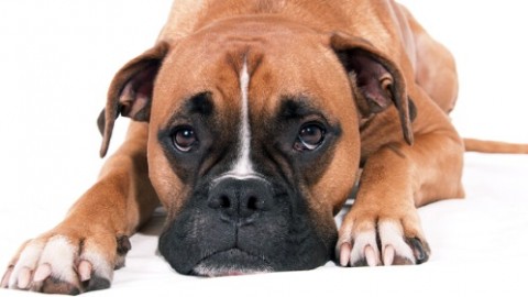 Cani: i fiori di Bach per eliminare ansia, stress e paura – Velvet Pets Italia (Blog)
