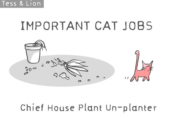 3. lavoro gatti