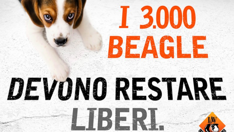 Io sto con i beagle: nessun cane deve tornare a Green Hill! – Italia che Cambia