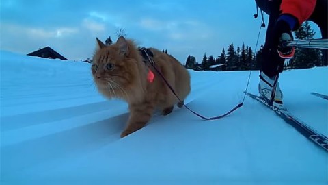 Jesper, il gatto sciatore – National Geographic Italia