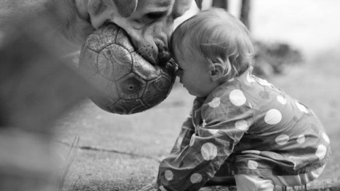 Cane: Qual è la Razza più Adatta al tuo Bambino – Vita Da Mamma