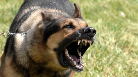 I proprietari dei cani addestrati per essere aggressivi andranno … – Diregiovani