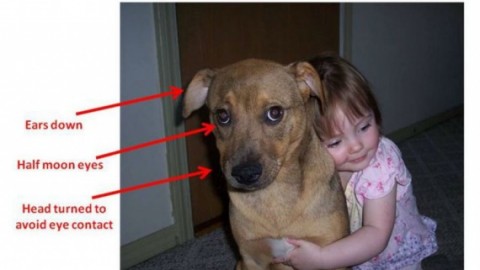 I cani potrebbero non apprezzare gli abbracci – Focus