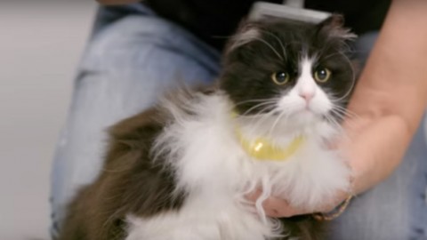 Catterbox, davvero esiste un collare che permette ai gatti di parlare? – Wired.it