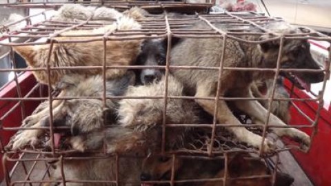 In Cina torna il Festival della carne di cane, mobilitazione mondiale … – Adnkronos