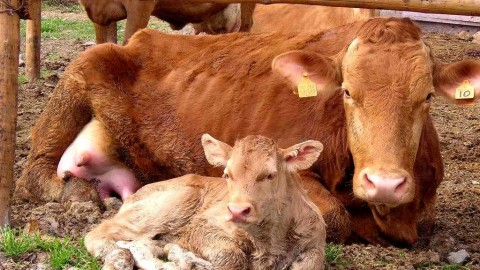 Riproduzione animale, nuove regole coerenti con i controlli ufficiali