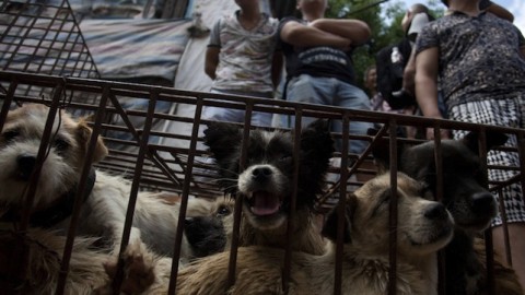 Cina. Al festival di Yulin mangeranno ancora più cani: «Colpa degli … – Tempi.it