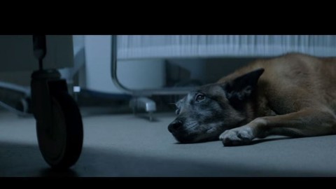L'emozionante campagna contro l'abbandono dei cani d'estate – L'Huffington Post