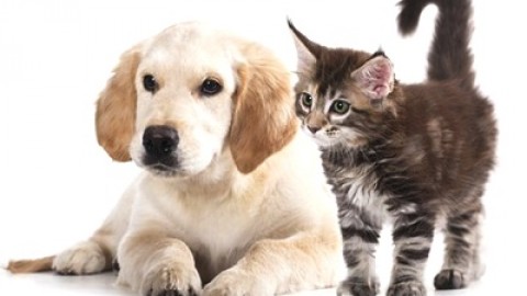 Farmaci veterinari: novità per i trattamenti in cani e gatti