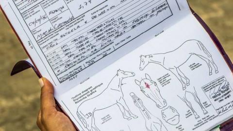Ispezioni sulla detenzione dei cavalli: indagato anche un veterinario
