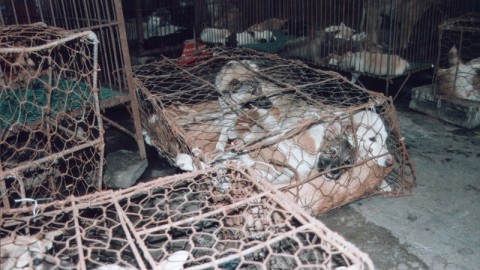 Anche quest'anno strage al Festival di Yulin: aiutaci a fermarli