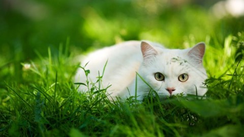Gatti, il loro istinto da cacciatori potrebbe essere cancellato – Ok Salute e Benessere